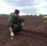 Второй промышленный виноградник появился в Шпаковском районе - Сельскохозяйственные Вести