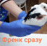 Очень умный голубь сам пришел к ветеринару за помощью (ФОТО, ВИДЕО) - СеверИнформ