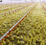 Фермеры Ленинградской области вдвое увеличили объемы экспорта продукции птицеводства - Единая Россия