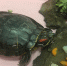 Череповчане достали из-под льда Ягорбы черепаху - СеверИнформ