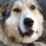 Кинологи назвали пять лучших сторожевых пород собак - 47 новостей