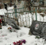 «Вопиющий случай вандализма на Казанском кладбище!»-с таким заголовком вышла устюженская газета «Вперед» - СеверИнформ