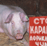 Жителей Коми призвали отказаться от свинины из-за вспышки АЧС - СеверИнформ