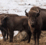 Вологжанам расскажут о Bison bonasus - СеверИнформ