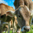 Ленинградские зоотехники-селекционеры в тройке лучших по России - 47Channel.Ru