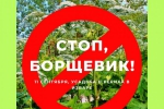 Стоп, борщевик!