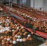 Ленинградская область полностью обеспечена сельскохозяйственной продукцией - Общая газета