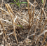 Биопрепарат для стерни - Журнал Сельскохозяйственные Вести