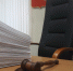 На санкционной колбасе попался питерский предприниматель - СеверИнформ
