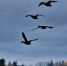 Туроператоры ознакомились с объектами патриотического туризма в Гатчинском и Ломоносовском районах - Online47.Ru