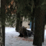 В Новом Девяткино погибла заблудившаяся лосиха - ЛенТВ24