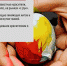 Как безопасно окрасить яйца на Пасху - рецепт от Роспотребнадзора - 47 новостей