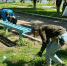 Ленобласть подвела итоги весенних субботников - Администрация ЛенОбласти