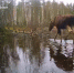 Ради любимого лакомства лось из Всеволожского района зашел в холодную воду - 47Channel.Ru