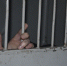 Суд займется пожилой закладчицей из Петергофа. На ее счету 22 тайника с наркотиками - 47 новостей