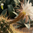 В Ботаническом саду Петербурга впервые зацвел 90-летний кактус - Online47.Ru