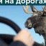 У лосей – гон. Водителей Ленобласти предупреждают о сохатой опасности - 47 новостей