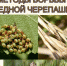 Вредная черепашка отправляется на зимовку - Журнал Сельскохозяйственные Вести
