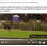 В Ленобласти разоблачили фейк с медвежонком на улице в Янино - 47Channel.Ru