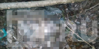 У дороги на СНТ «Уткина заводь» в Ленобласти нашли сумку с останками человека - Online47.Ru