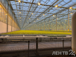 Александр Дрозденко и вице-премьер РФ Дмитрий Патрушев осмотрели крупнейшие сельхозпредприятия Ленобласти