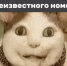 Центробанк опубликовал ролик с котом, который использует популярные фразы мошенников - Online47.Ru