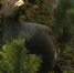 Разгуливающего по частному сектору глухаря засняли в поселке Лисий Нос - ЛенТВ24