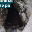 Спят, не беспокоить! Квартиру медведя показали охотники из Ленобласти - 47 новостей