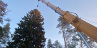 Главную ель Петербурга срубили под Выборгом. Она появится на Дворцовой площади ночью - 47 новостей