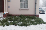 На окраине Петербурга задержали того, кто срубил 84 ёлочки под самый корешок