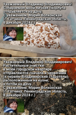 «Я просто спрашиваю, почему …» Что Ленобласть просит Путина