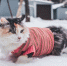Дожди и до +3 градусов: погода в Ленобласти 23 декабря - 47Channel.Ru