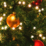 Администрация Романовки срубила 40-летнюю ель у жилого дома - ЛенТВ24