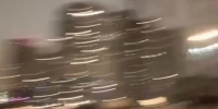 В поле возле Бугров нашли свалку непроданных елок - 47Channel.Ru