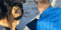 Трех собак Мультицентра во Всеволожске внесли в единый реестр - 47Channel.Ru