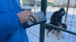 Трех собак Мультицентра во Всеволожске внесли в единый реестр