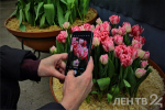 «Сиреневая терапия»: новую цветочную экспозицию можно посмотреть в Ботаническом саду