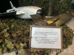 Выставки об СВО открылись в Экспофоруме в рамках форума «Вместе Победим!»
