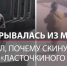 Кошка Муся чудом выжила после того, как турист сбросил ее со скалы «Ласточкина гнезда» - ЛенТВ24