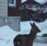 Росприроднадзор призвал не кормить косулю в деревне Раздолье - 47Channel.Ru