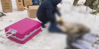 СК показал чемоданы и место, где пытались спрятать расчлененного мужчину – видео - 47 новостей