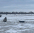 В Сосновом Бору прошел фестиваль по рыбной ловле - Online47.Ru