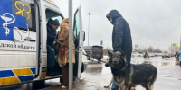 В Ленобласти уже зарегистрировали почти 9 тысяч собак и кошек - 47 новостей