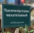 В Дворцовом парке Гатчины продолжается подготовка к летнему сезону - Online47.Ru