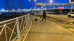 Бобры в поисках пары начали выходить в жилые зоны в Петербурге