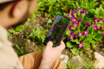 В цветочных питомниках Санкт-Петербурга расцвёл 4G