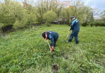 В Ленобласти начинают борьбу с борщевиком химикатами, а в Петербурге – лопатами