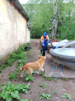 Спасатели Лодейного Поля достали из мусорного контейнера упавшую туда собаку