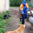 Спасатели пришли на помощь упавшей в мусорный контейнер собаке в Лодейном Поле - ЛенТВ24