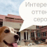 Фасады будущей ветклиники во Всеволожске выкрасят в розовый цвет - 47Channel.Ru